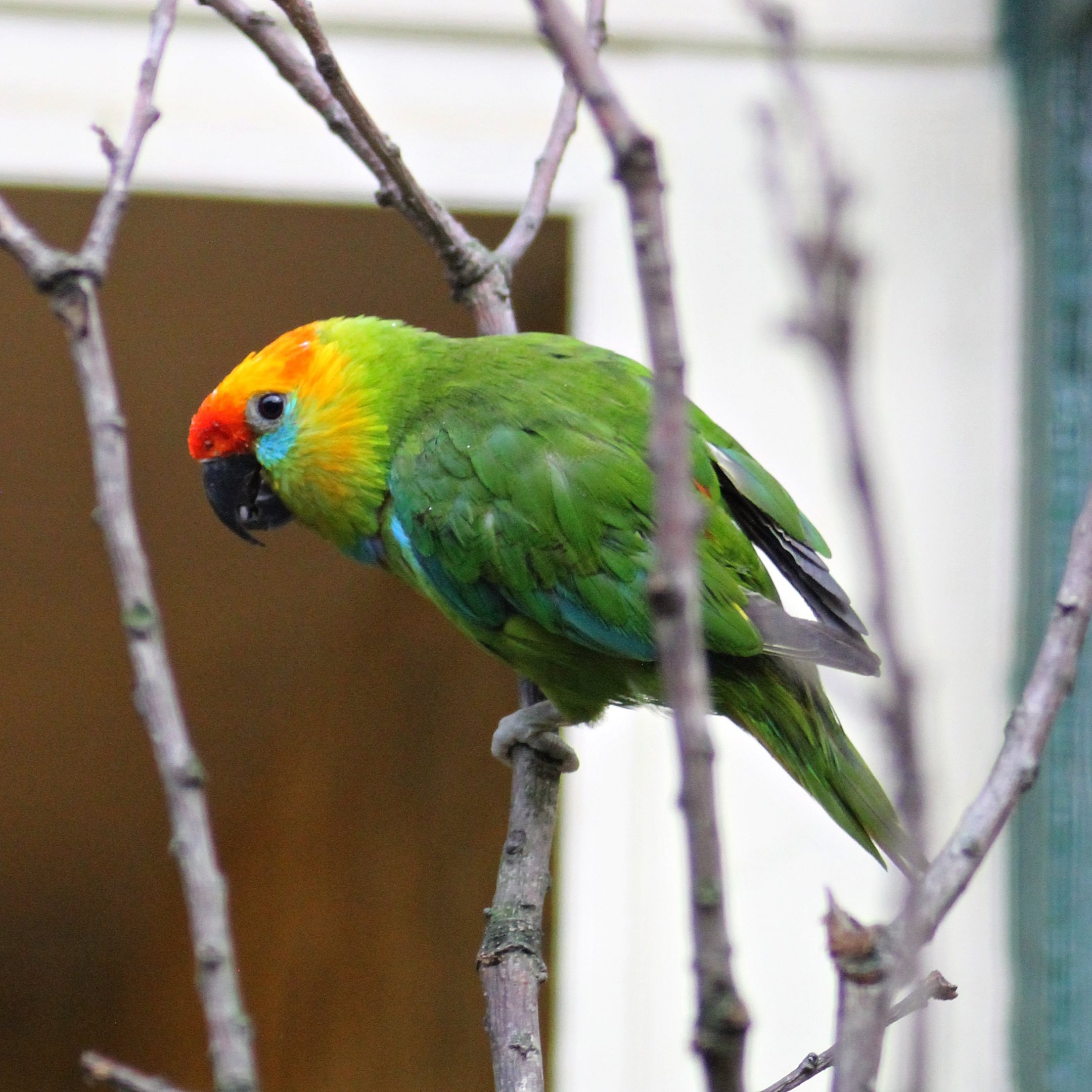Western Large fig parrot (Psittaculirostris desmarestii occidentalis)