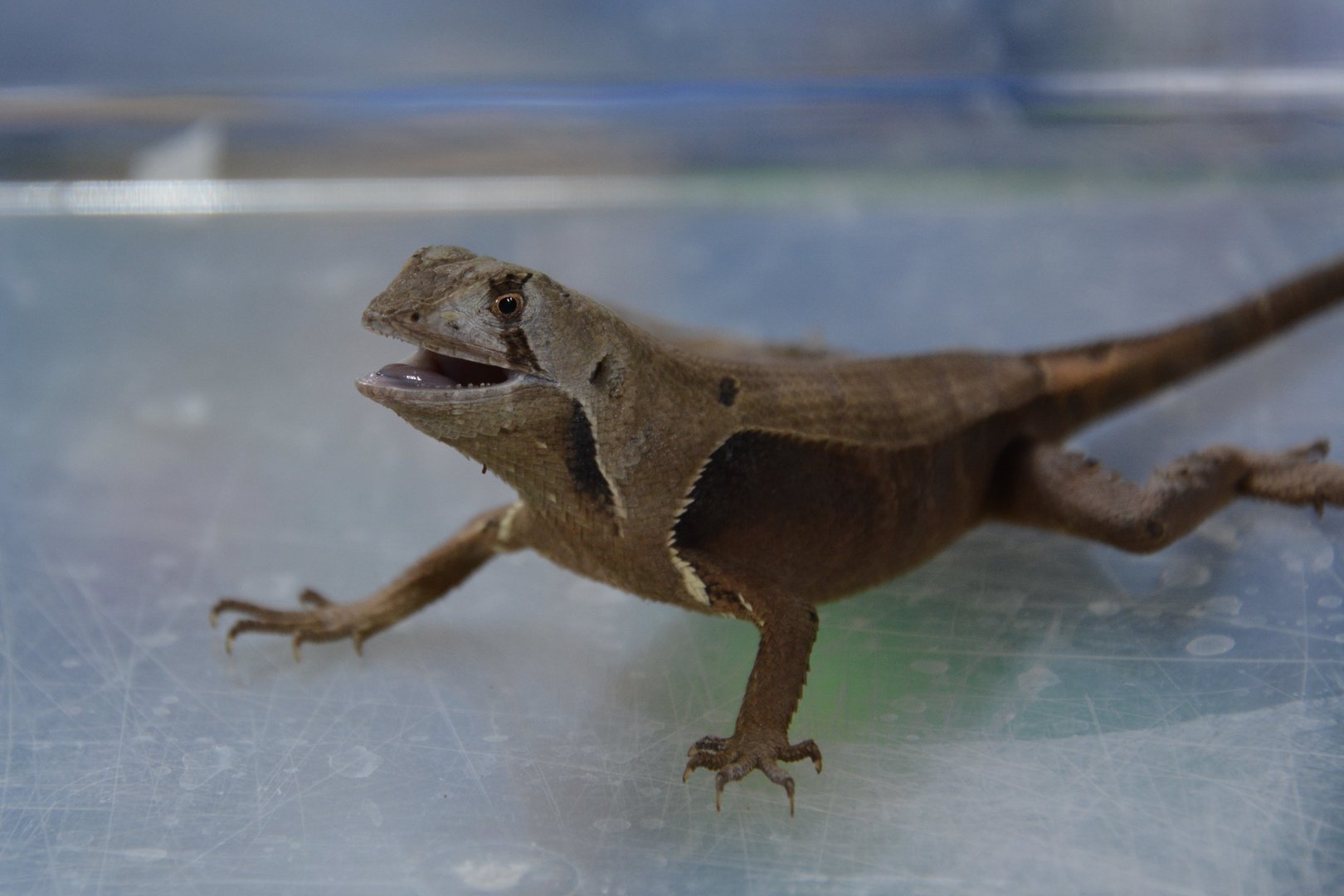 Western leaf lizard (Stenocercus fimbriatus)