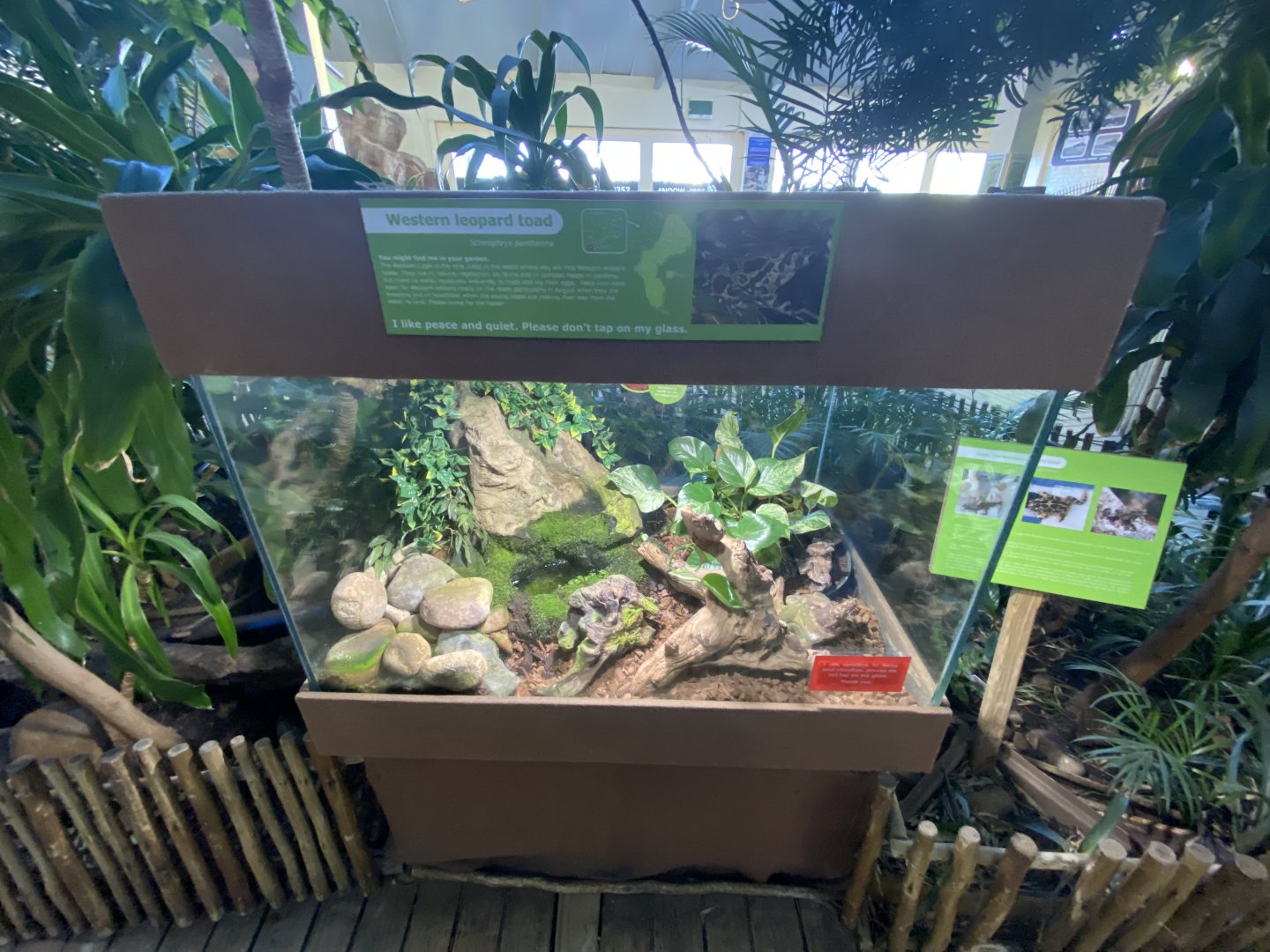 Western leopard toad exhibit
