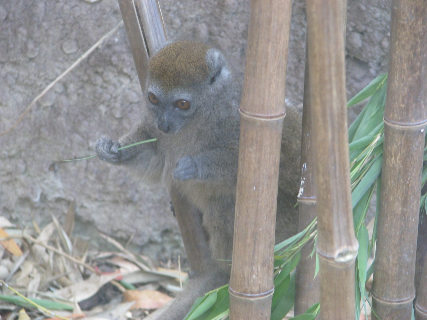 Western lesser bamboo lemur - August 2015