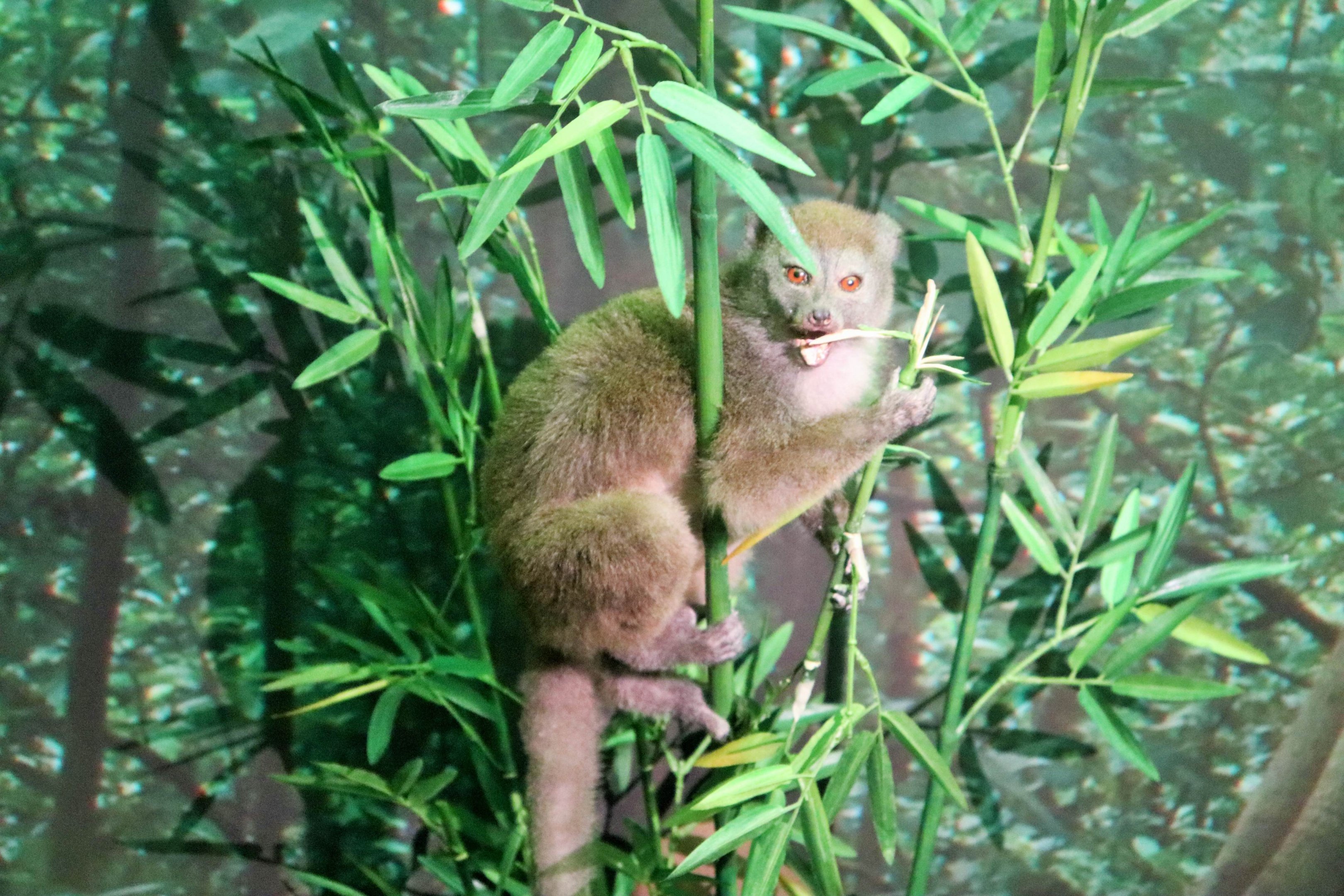 Western Lesser Bamboo Lemur (Hapalemur occidentalis)