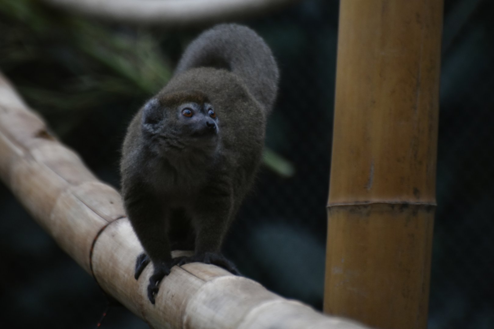 Western lesser bamboo lemur (Hapalemur occidentalis)