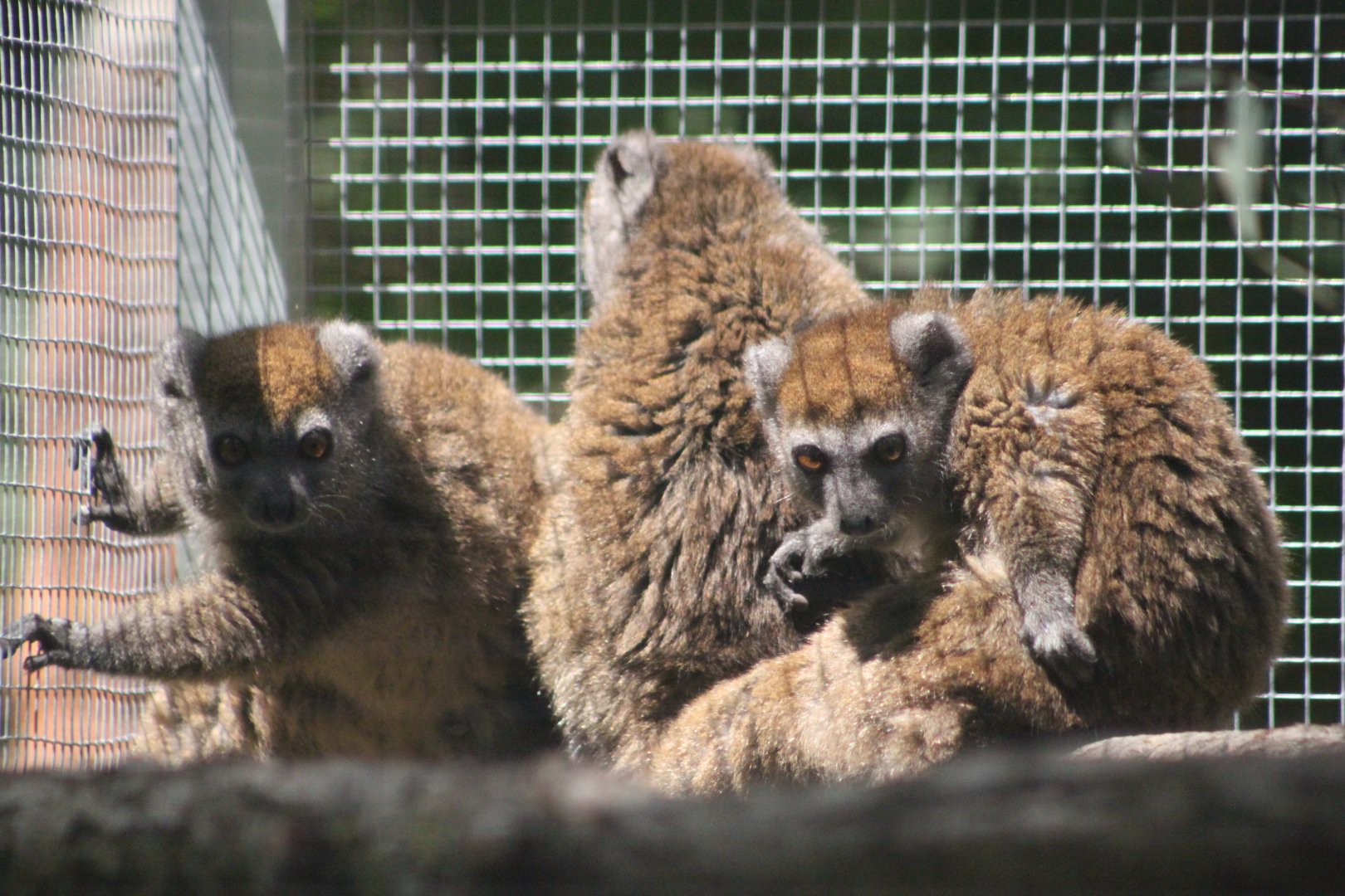 Western lesser bamboo lemur (Hapalemur occidentalis)