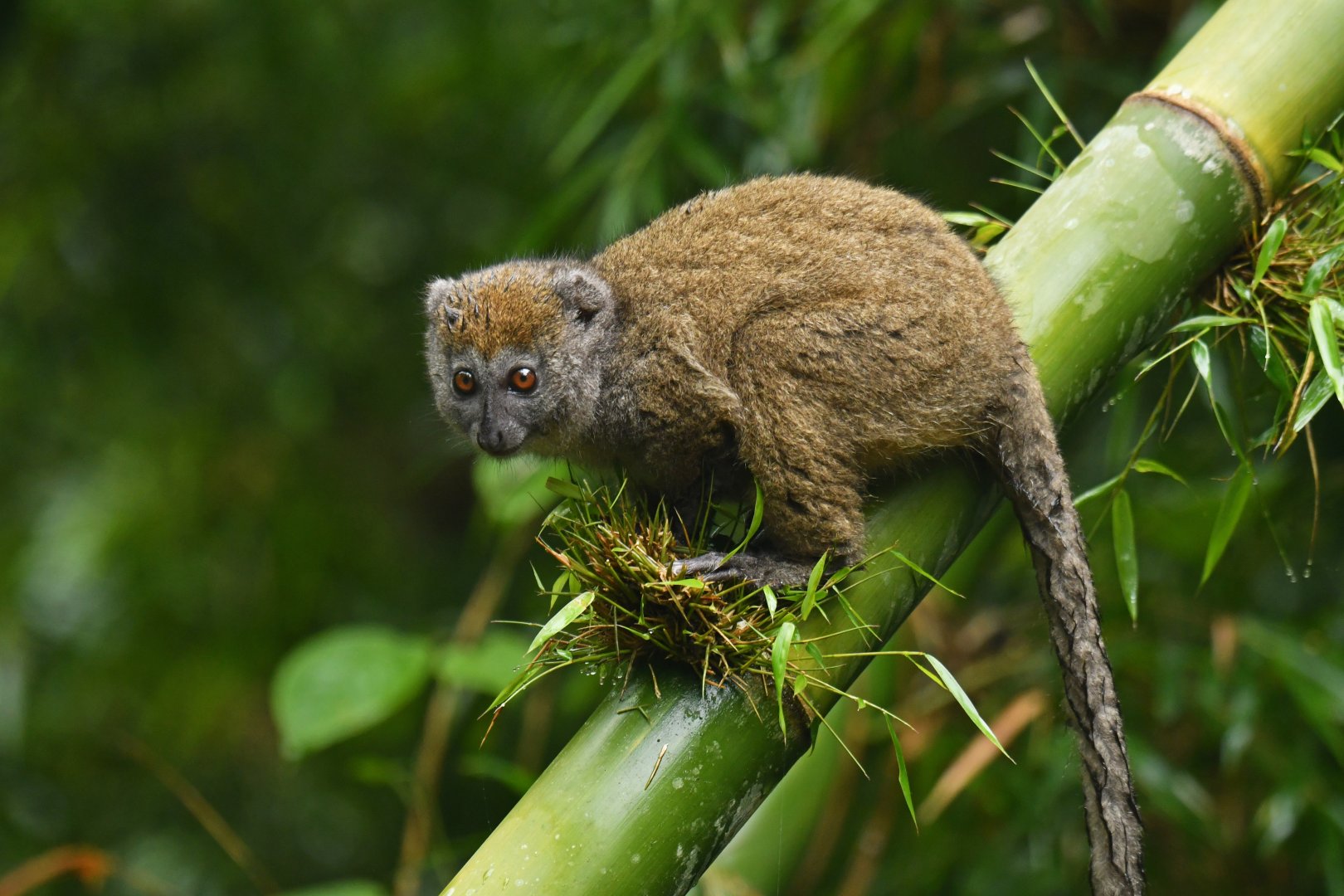 Western lesser bamboo lemur (Hapalemur occidentalis)