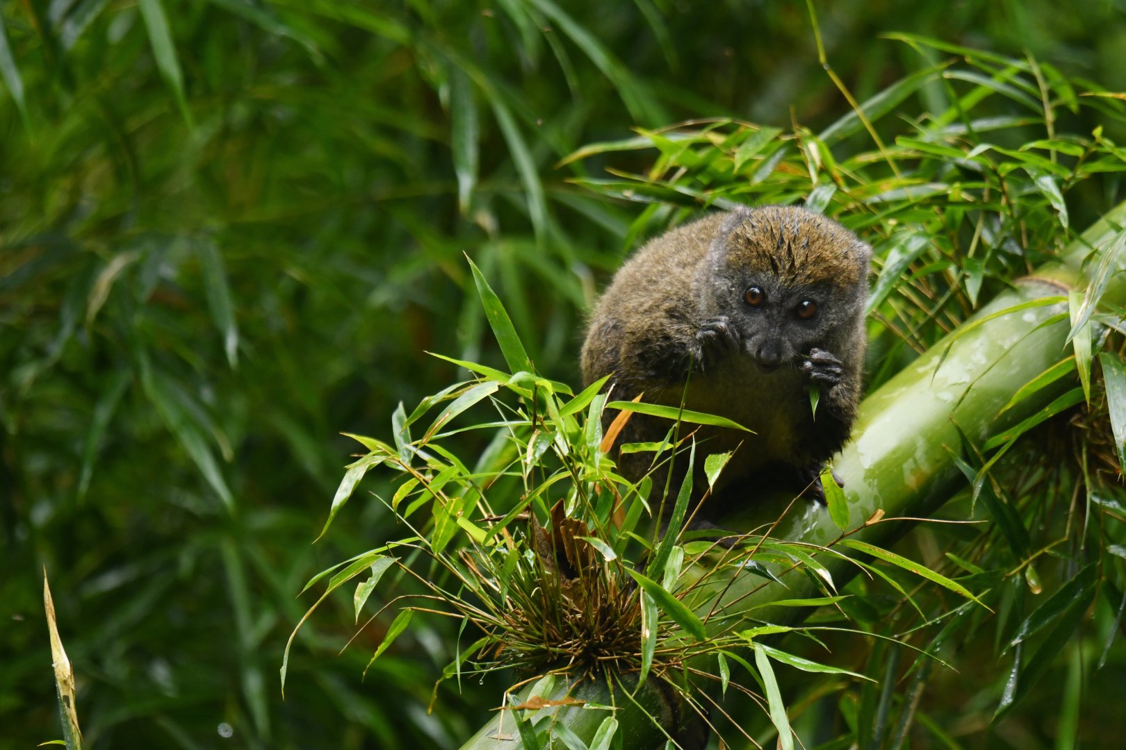 Western lesser bamboo lemur (Hapalemur occidentalis)