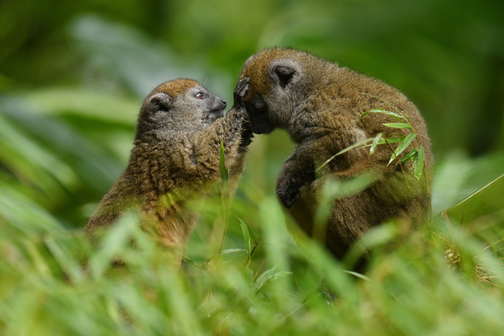 Western lesser bamboo lemur (Hapalemur occidentalis)