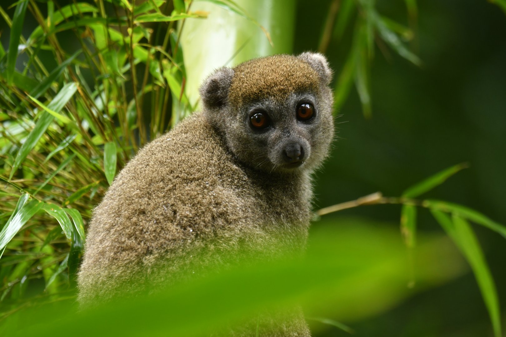Western lesser bamboo lemur (Hapalemur occidentalis)