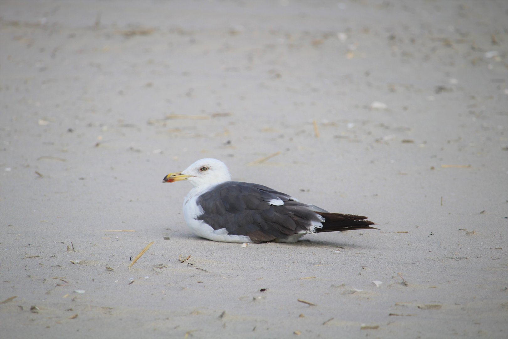 Western Lesser Black-backed Gull