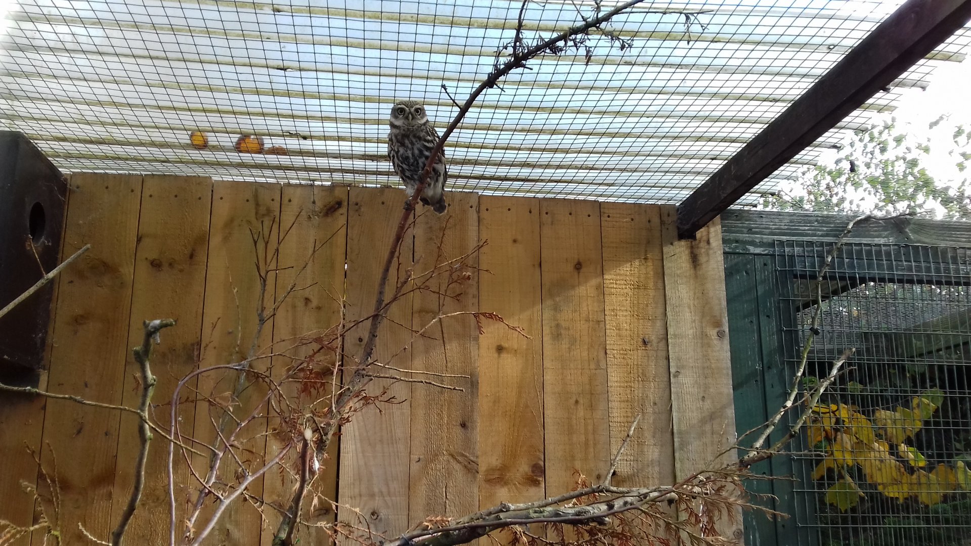 Western little owl (Athene noctua noctua)
