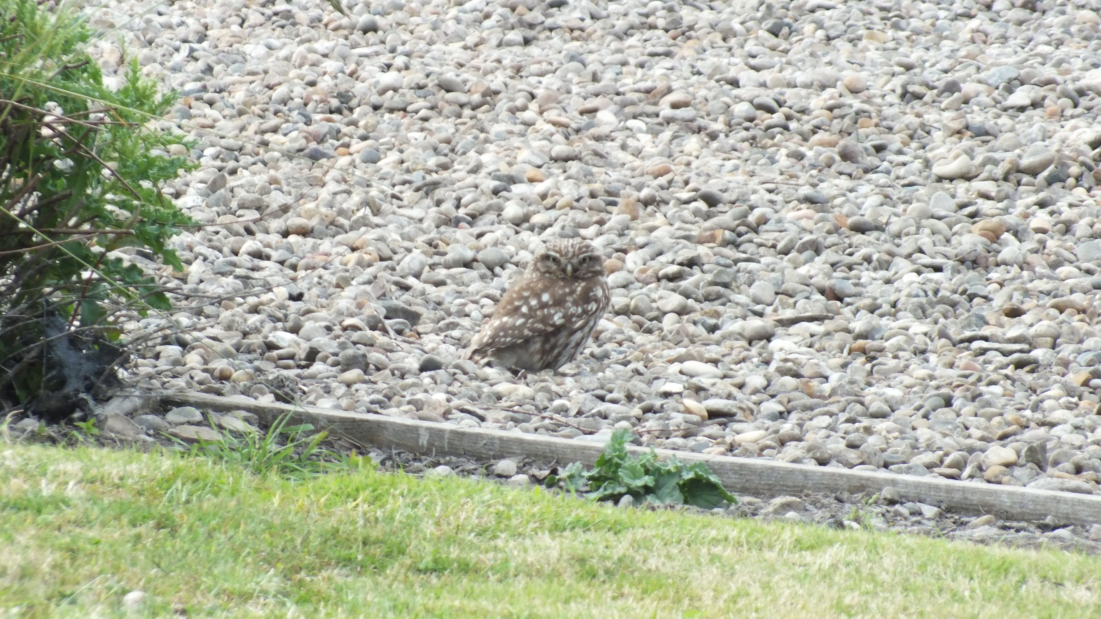 Western Little Owl (Athene noctua vidalii) at Druridge Bay, Northumberland - 18 June 2018