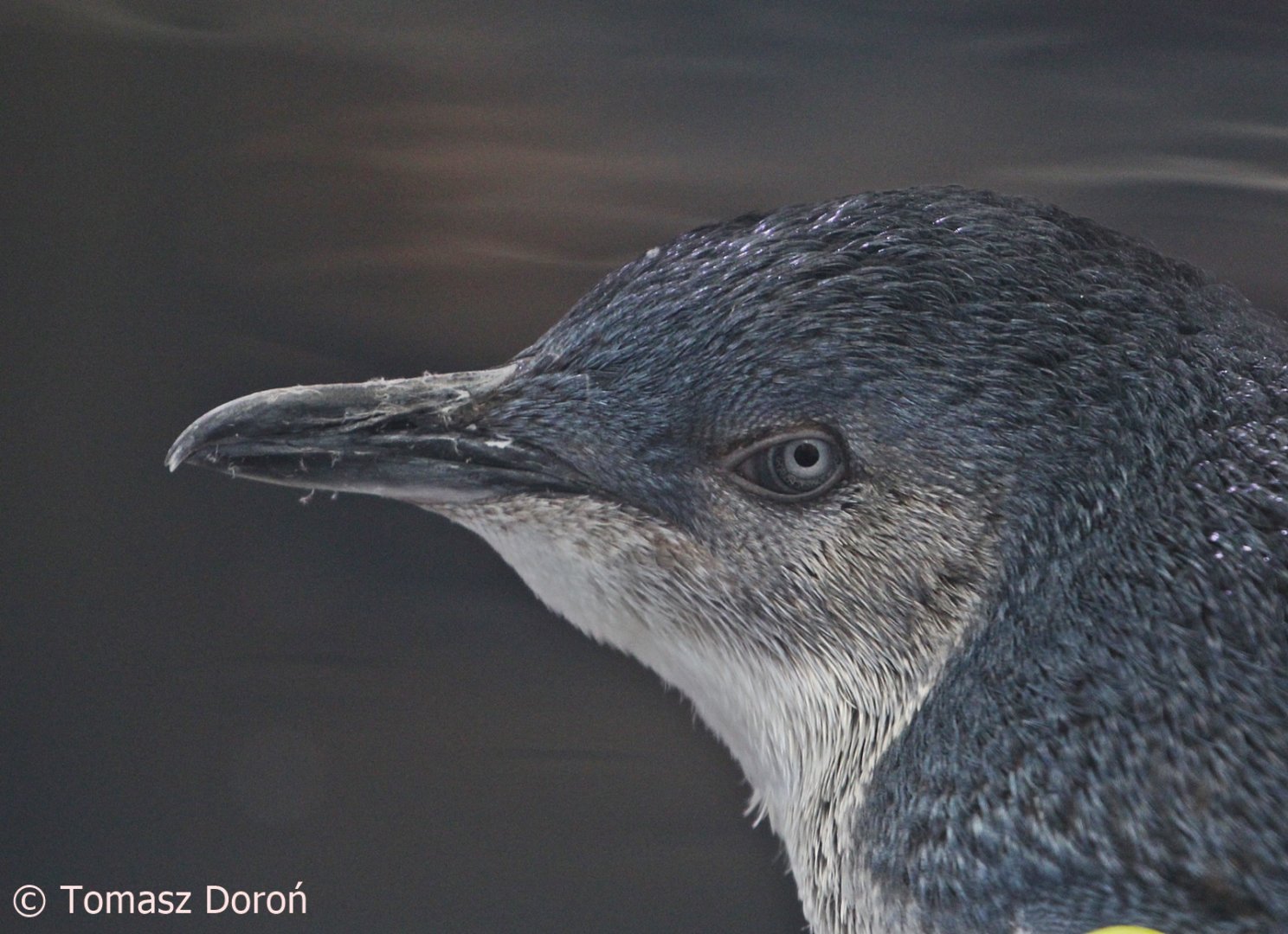 Western Little Penguin (Eudyptula minor novaehollandiae), August 2018