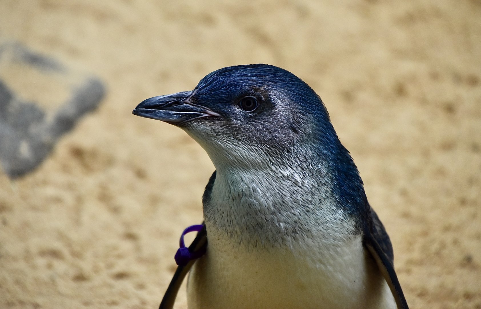 Western Little Penguin (Eudyptula novaehollandiae)