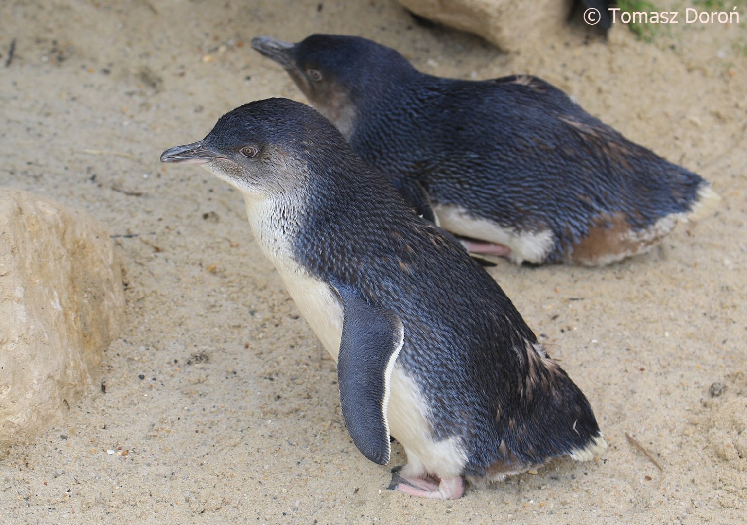 Western Little Penguins (Eudyptula minor novaehollandiae), August 2018
