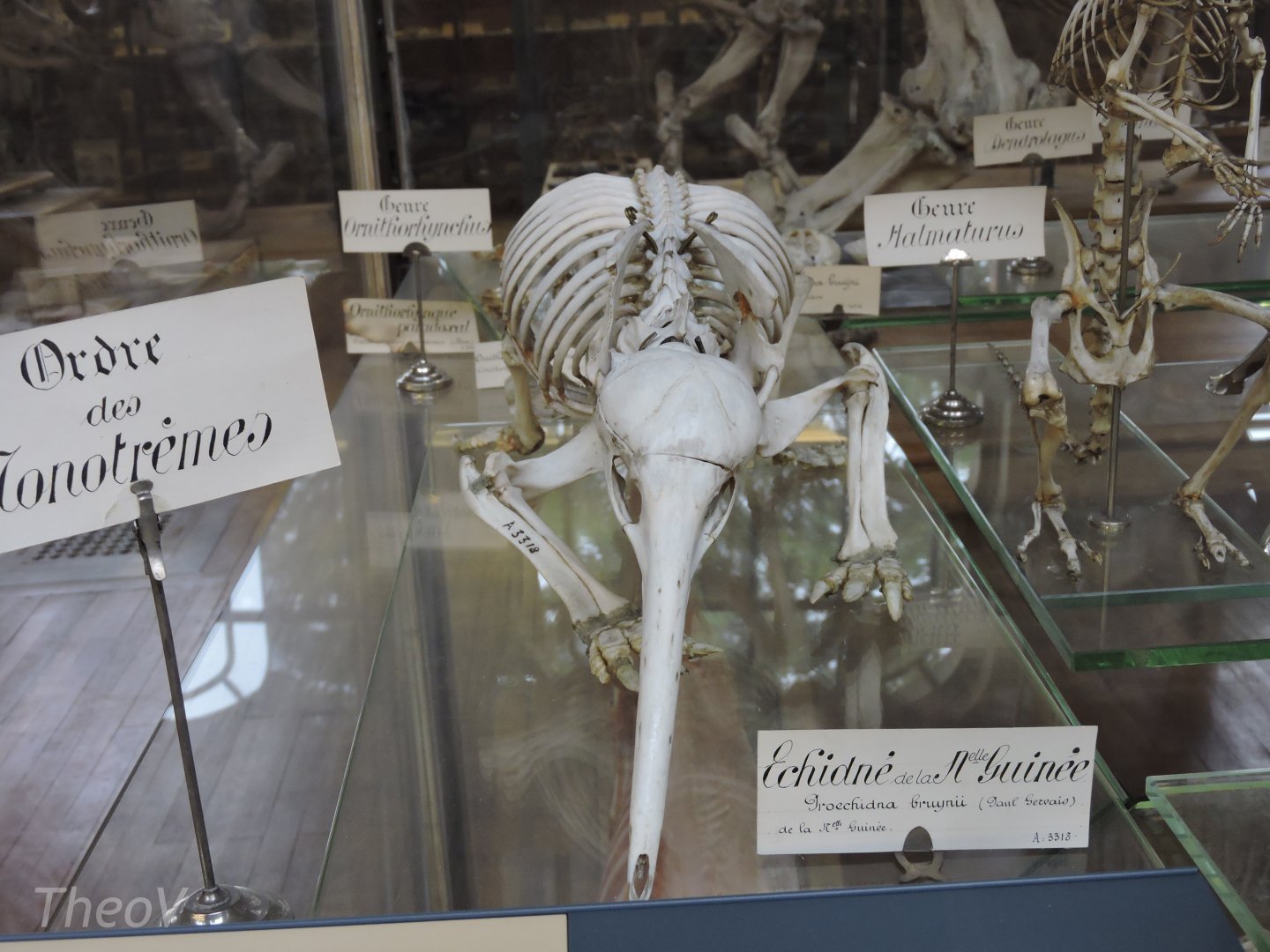 Western long-beaked echidna [2015]