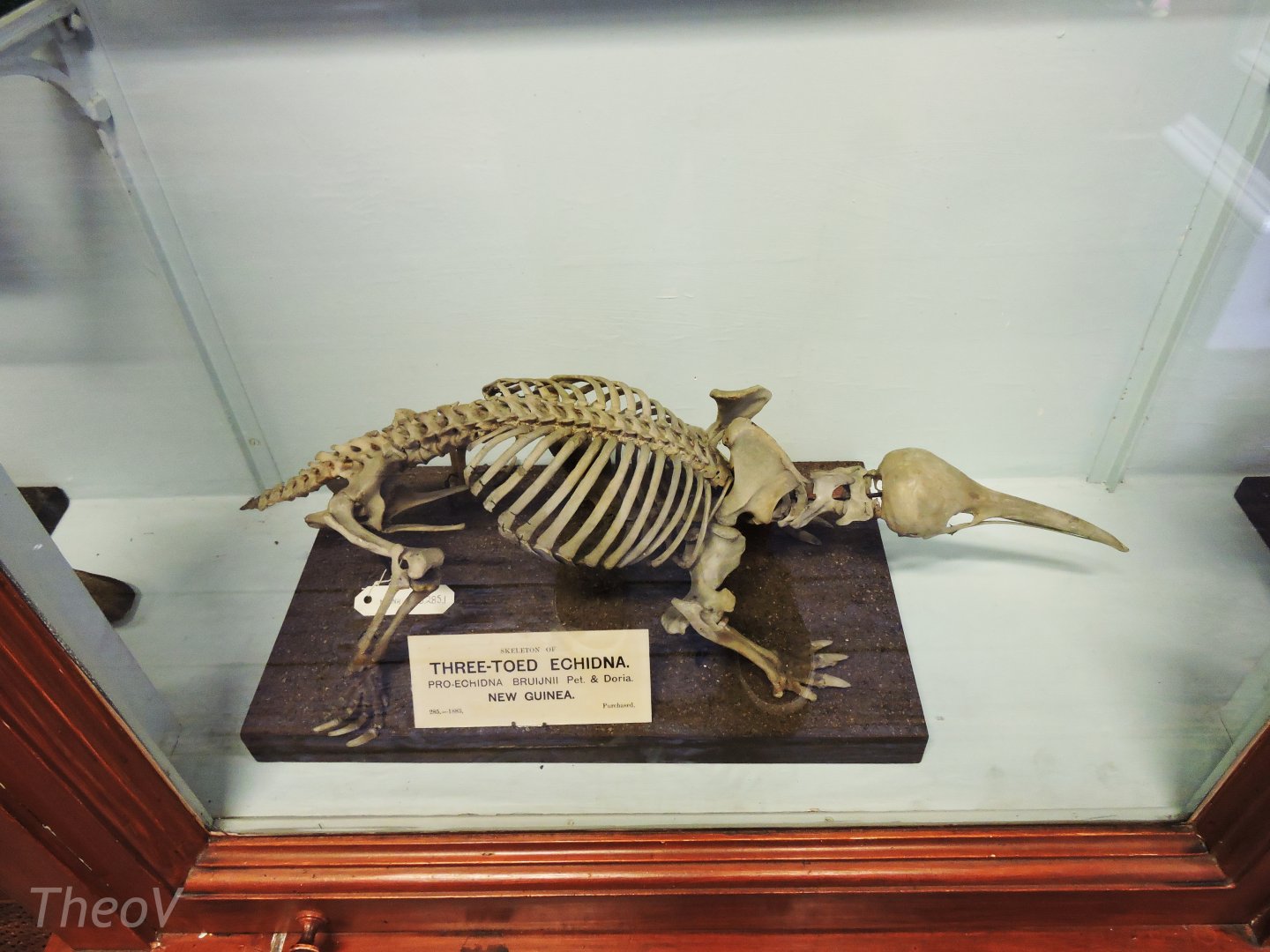 Western long-beaked echidna [2016]