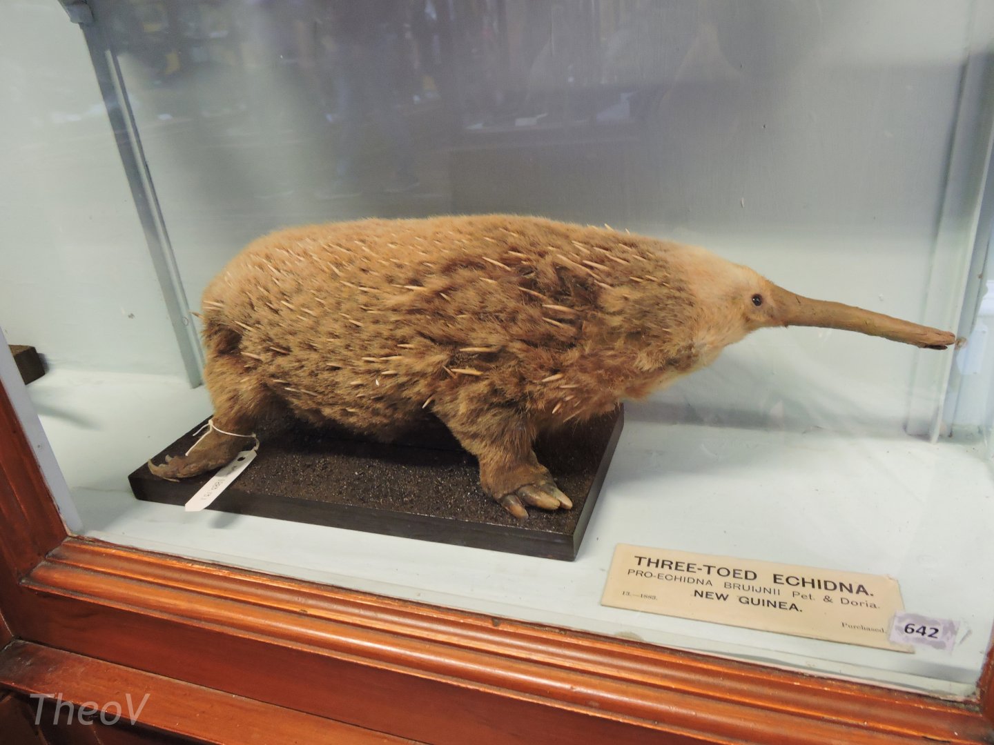 Western long-beaked echidna [2016]