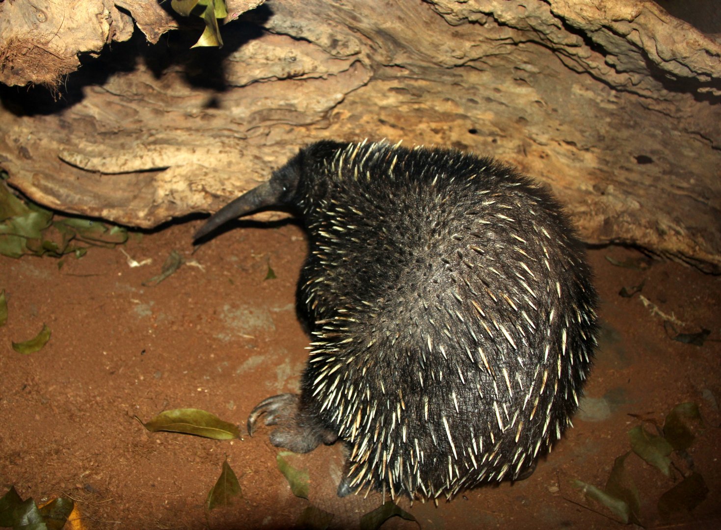 Western long-beaked echidna (Zaglossus bruijni)