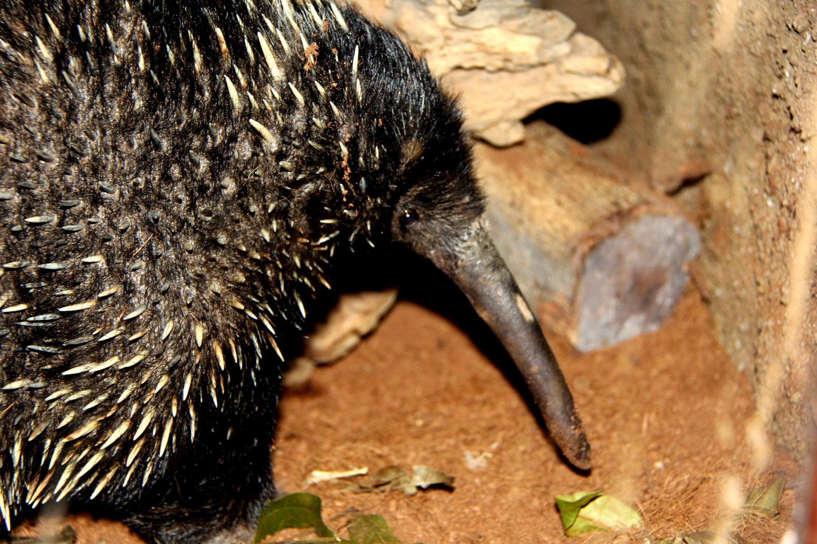 Western long-beaked echidna (Zaglossus bruijni)