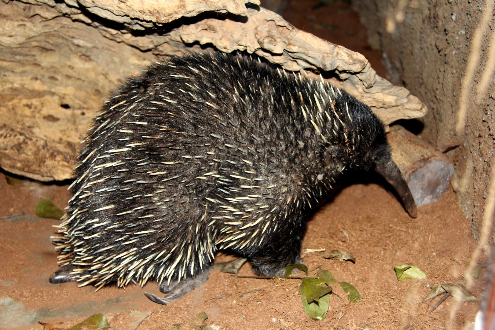 Western long-beaked echidna (Zaglossus bruijni)