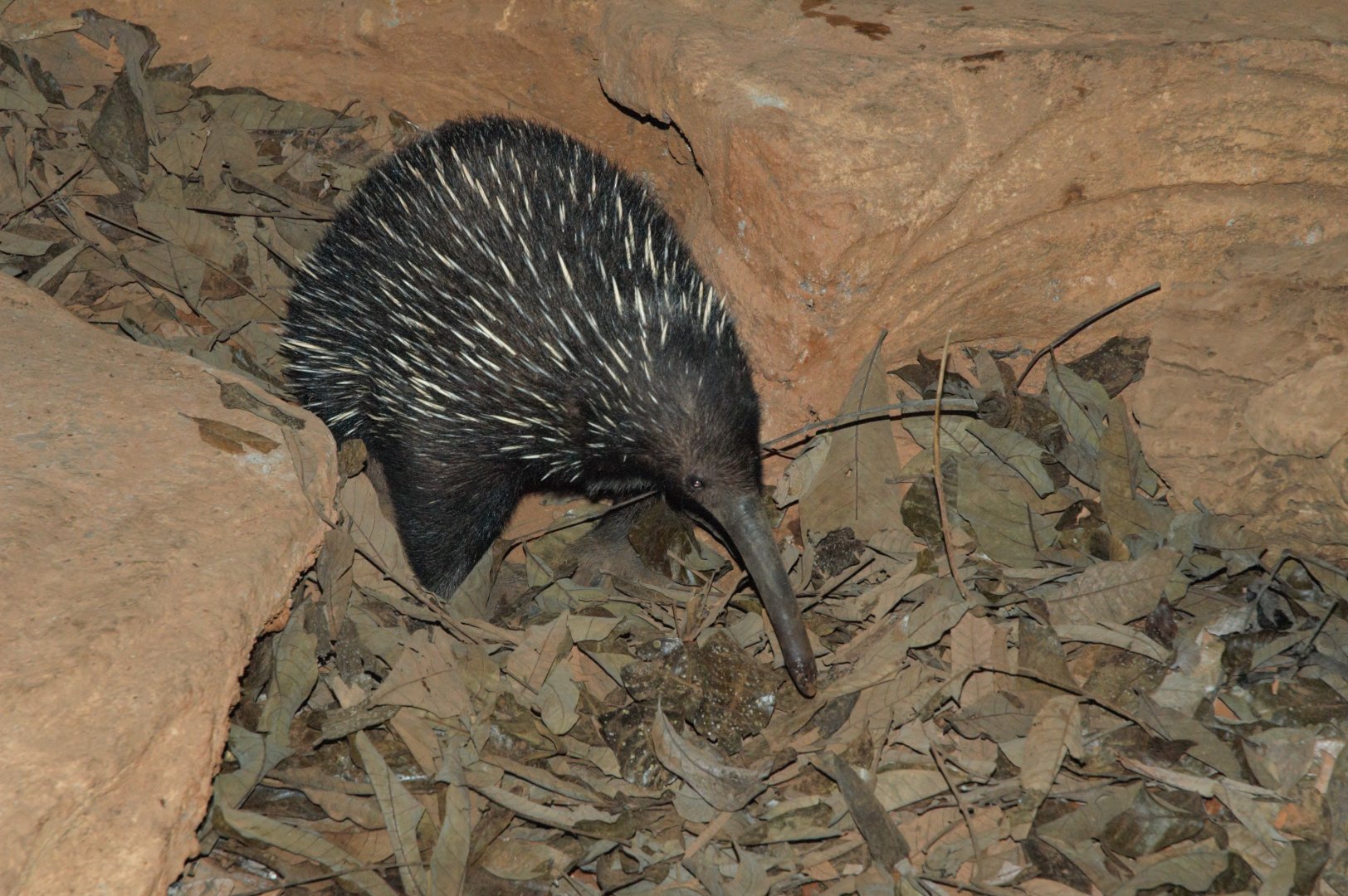 Western Long-beaked Echidna (Zaglossus bruijni)