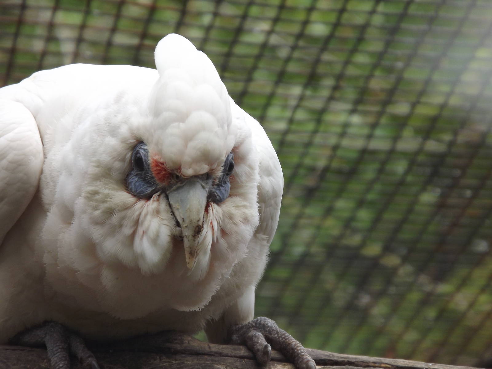 Western Long Billed Corella at Blackpool Zoo 19/05/12