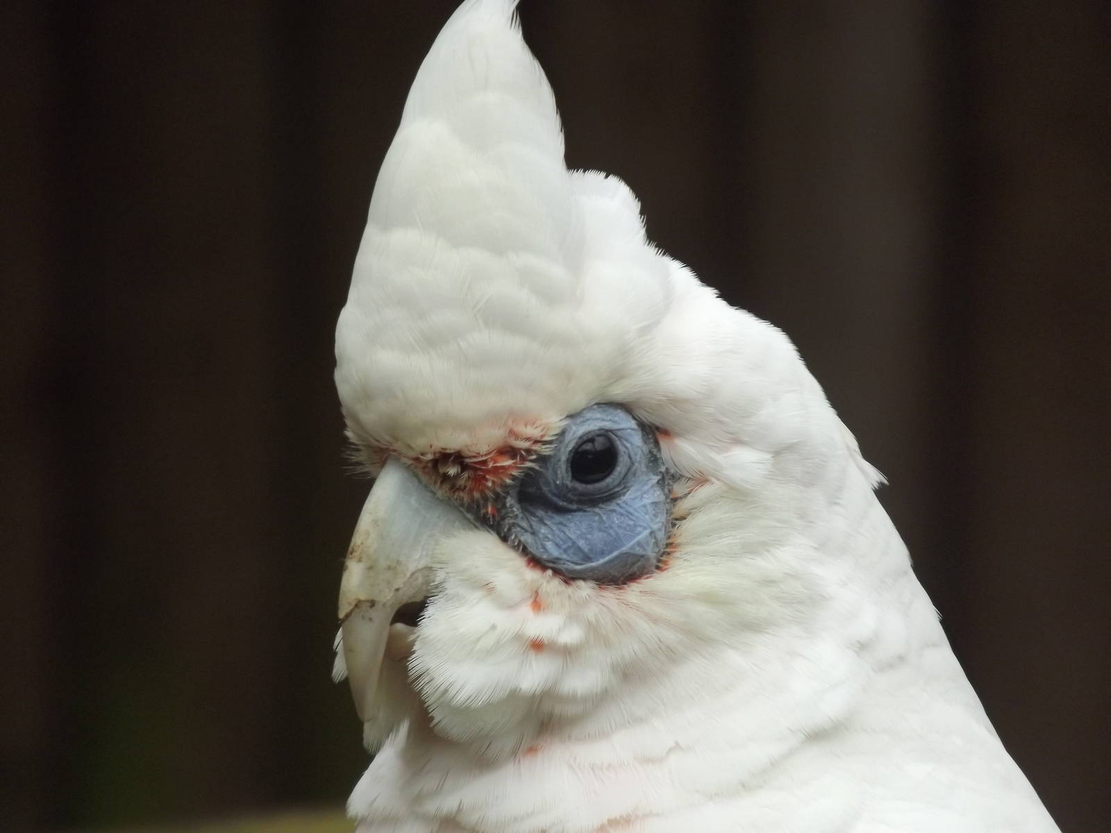 Western Long Billed Corella at Blackpool Zoo 19/05/12