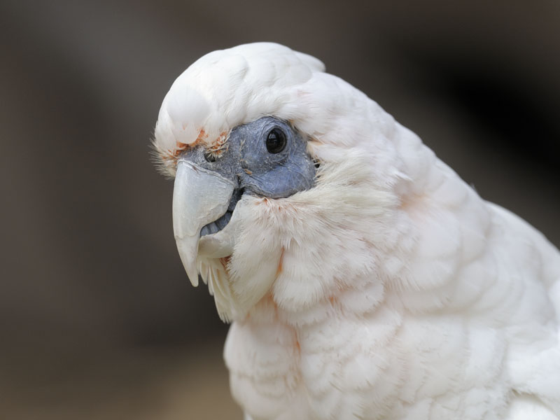 Western long-billed corella