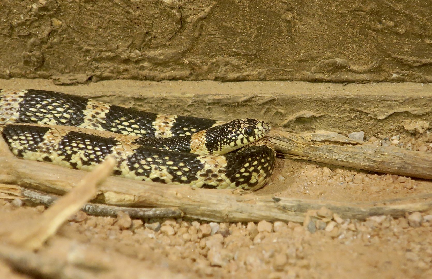 Western Long-Nosed Snake (Rhinocheilus lecontei lecontei)