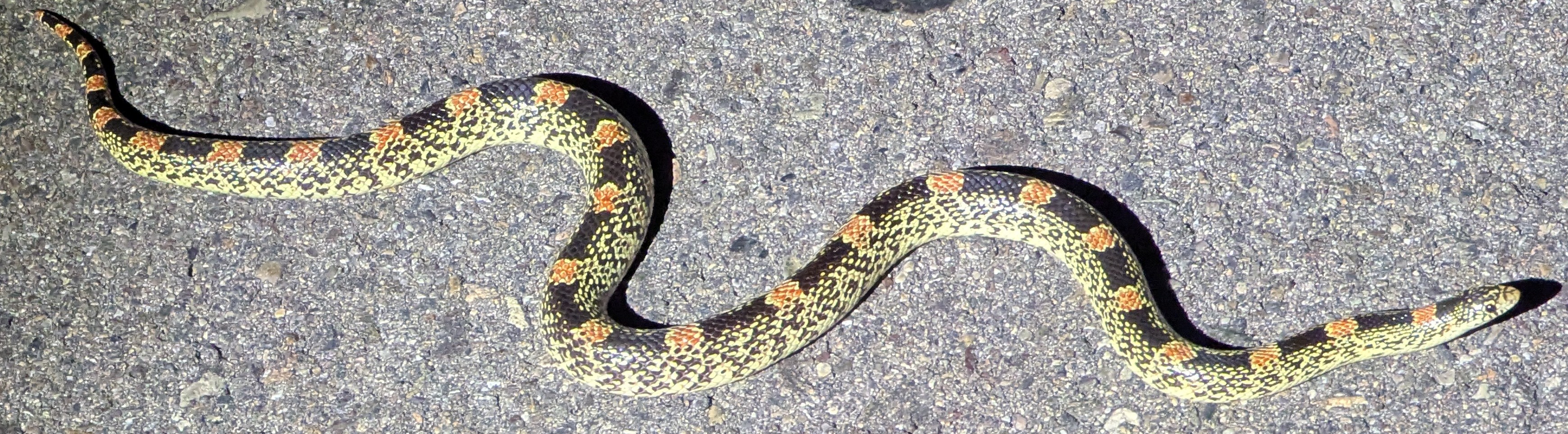 Western long-nosed snake (Rhinocheilus lecontei lecontei)