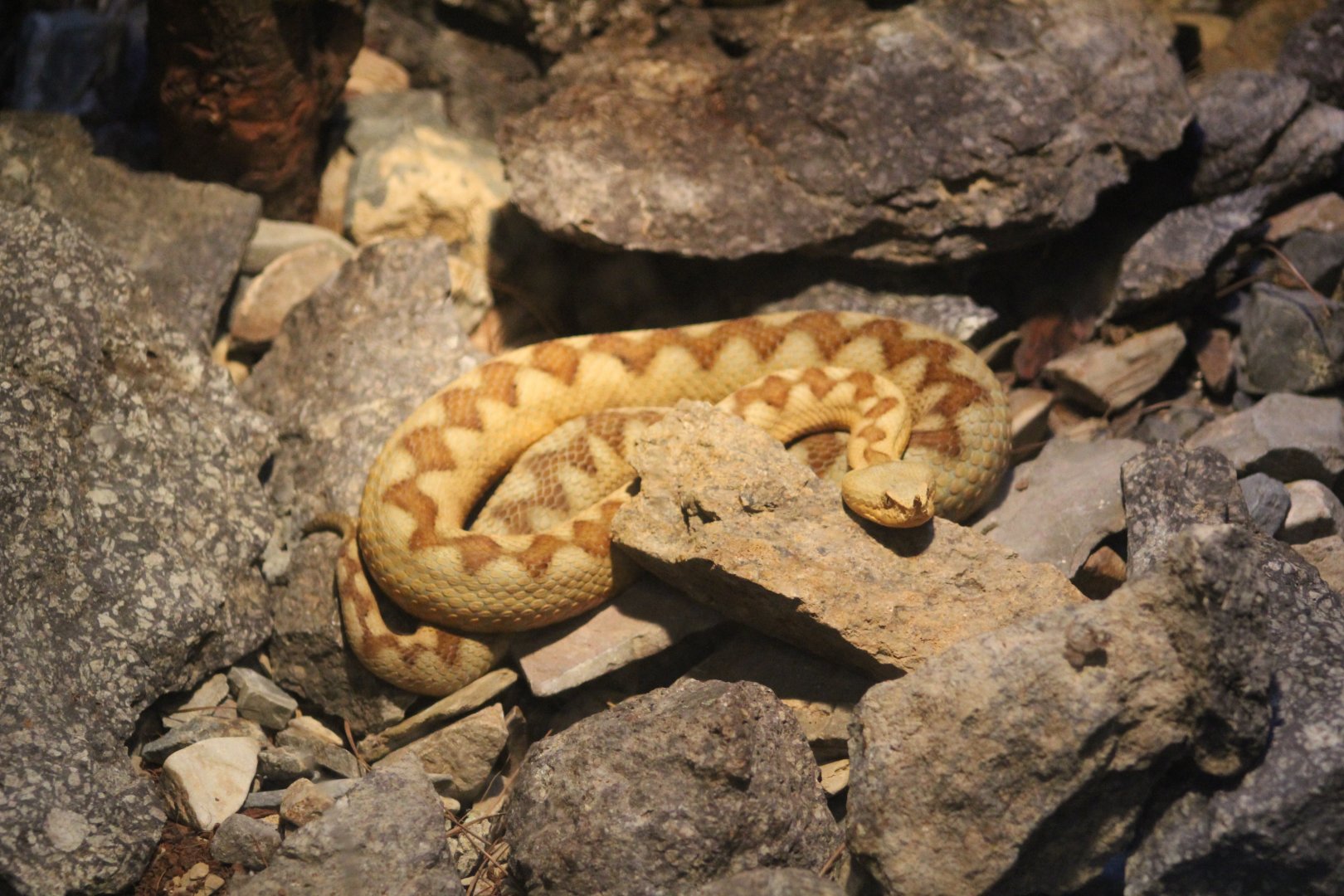 Western Long-Nosed Viper