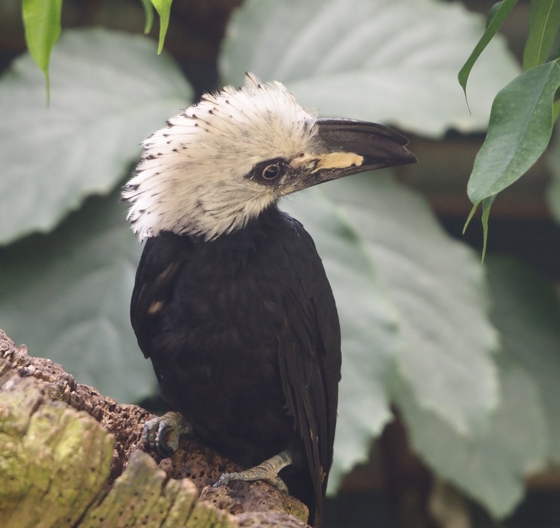 Western long-tailed hornbill (Horizocerus albocristatus albocristatus), 2024-05-23