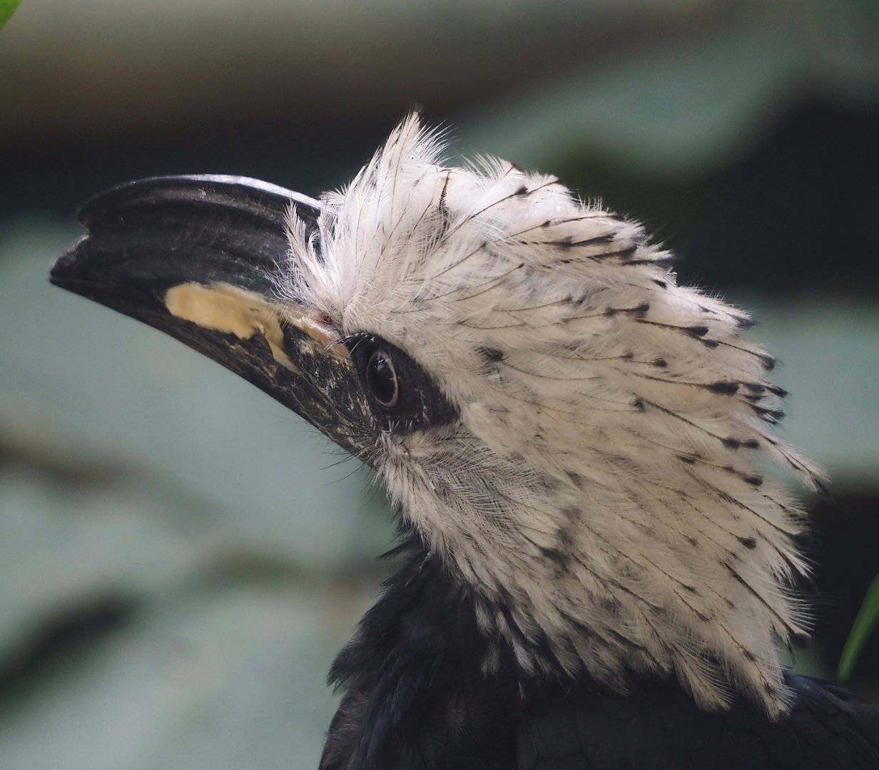 Western long-tailed hornbill (Horizocerus albocristatus albocristatus), 2024-05-23