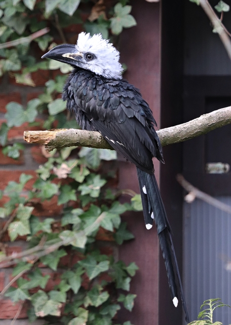 Western long-tailed hornbill (Horizocerus albocristatus albocristatus)