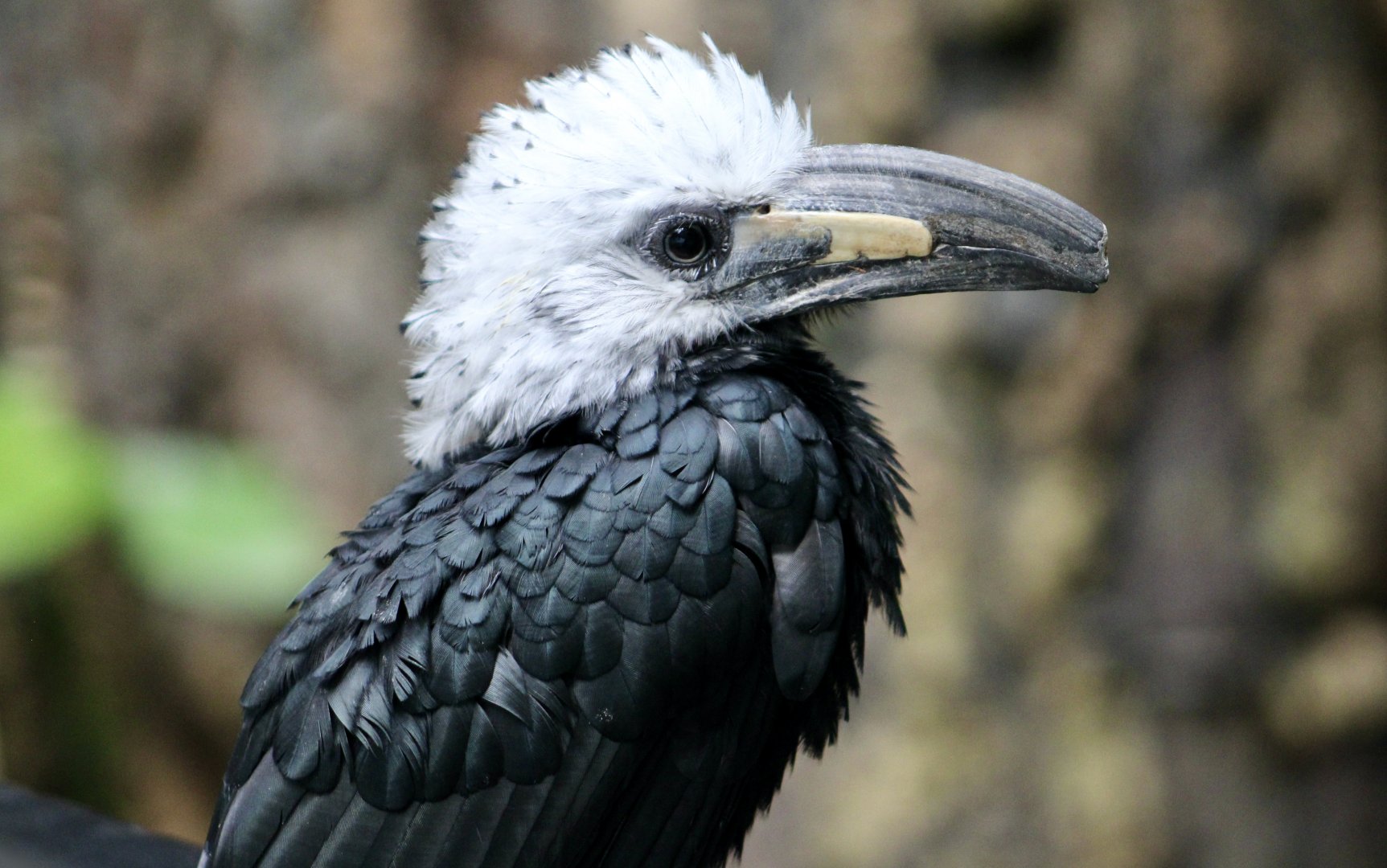 Western Long-Tailed Hornbill (Horizocerus albocristatus albocristatus)