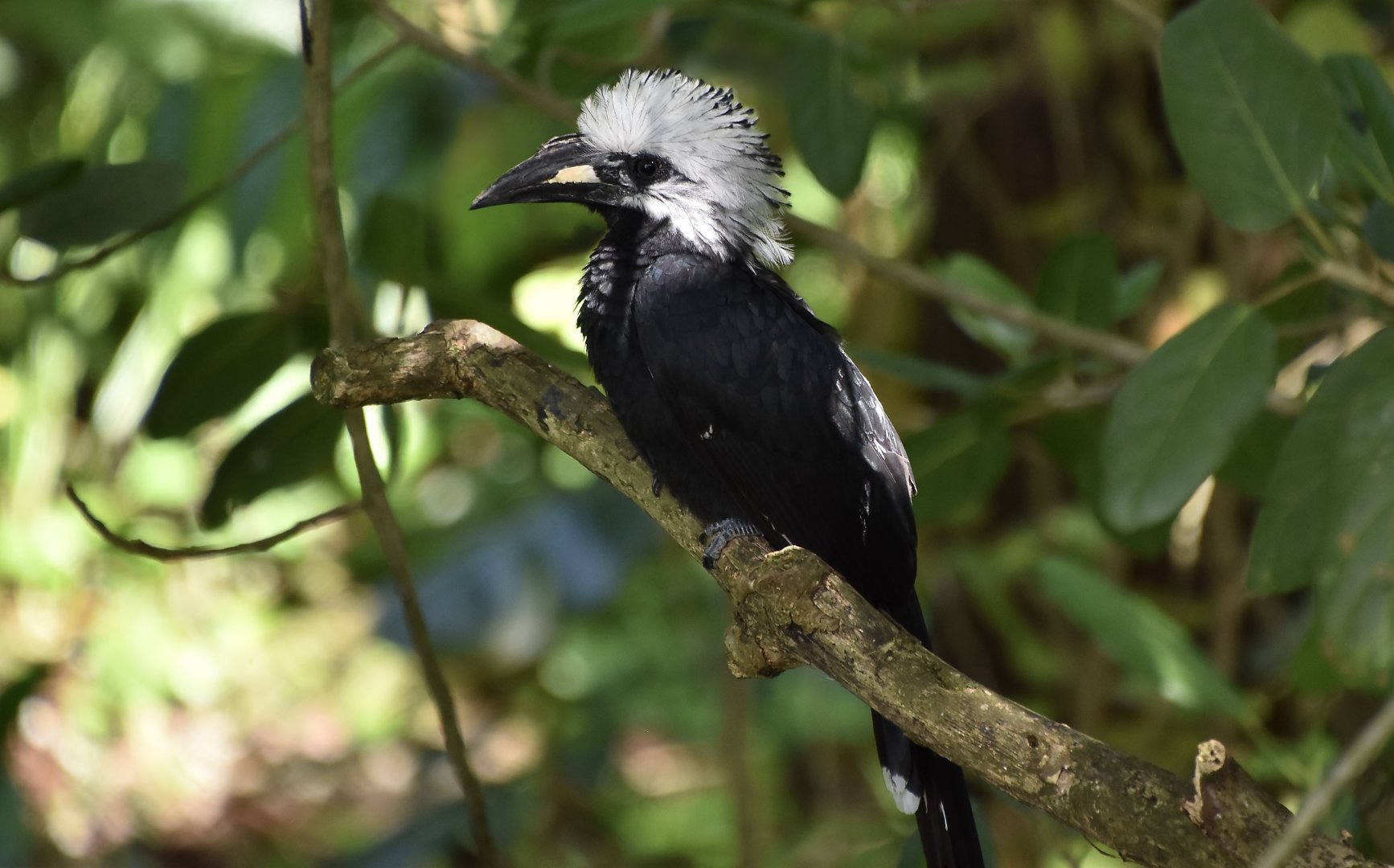 Western Long-Tailed Hornbill (Horizocerus albocristatus albocristatus)