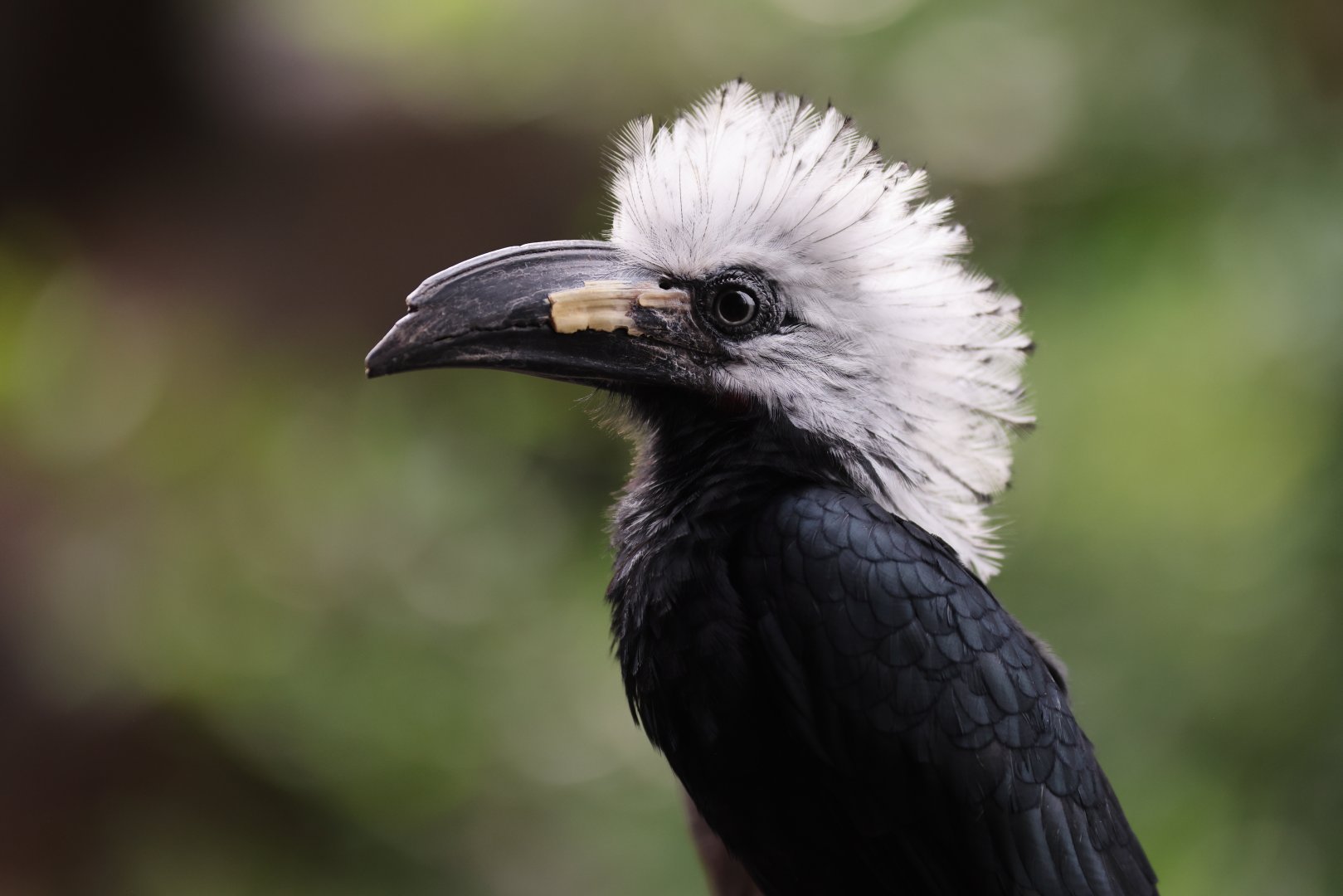 Western Long-tailed Hornbill (Horizocerus albocristatus) - Heart of Africa
