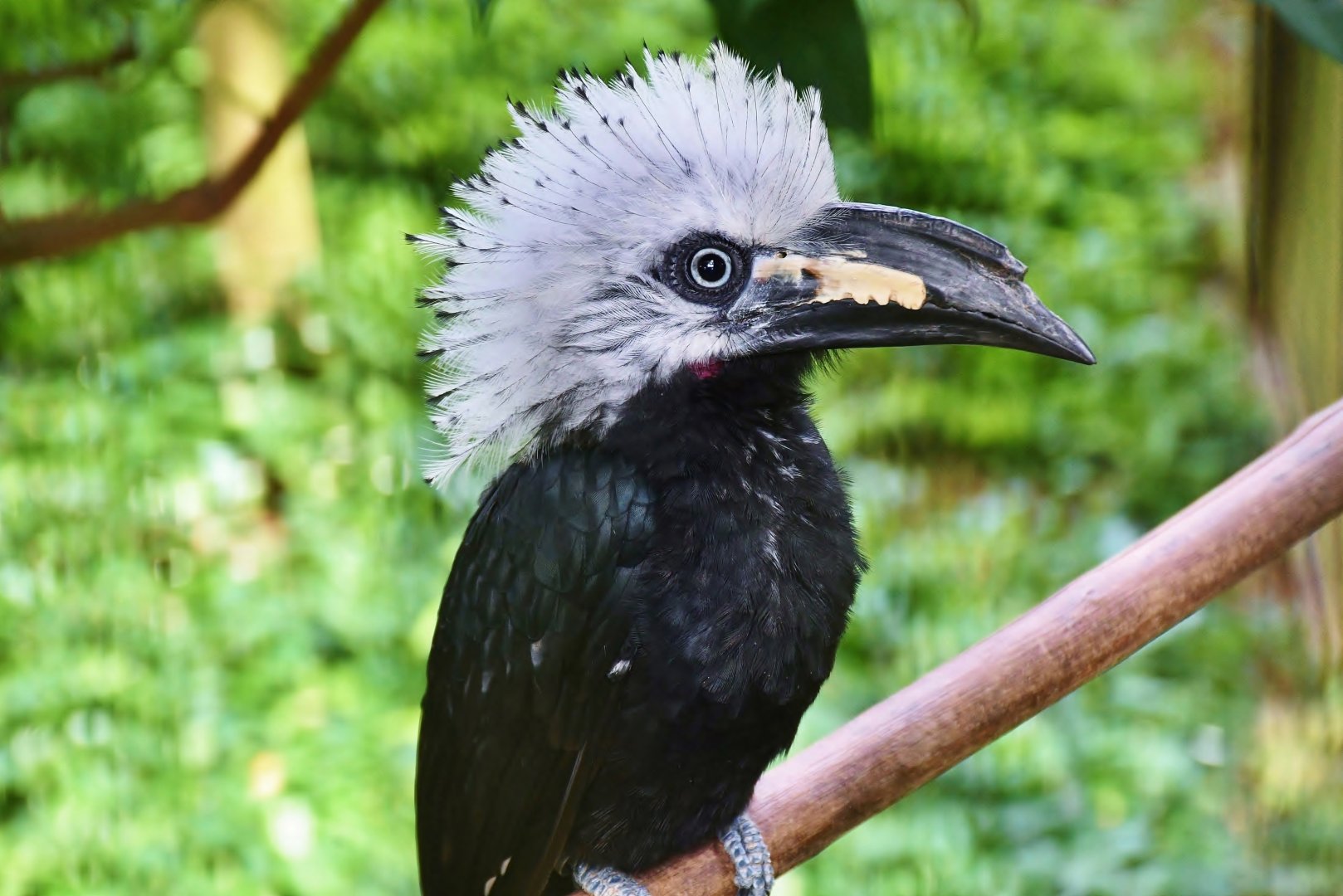 Western Long-tailed Hornbill (Horizocerus albocristatus)