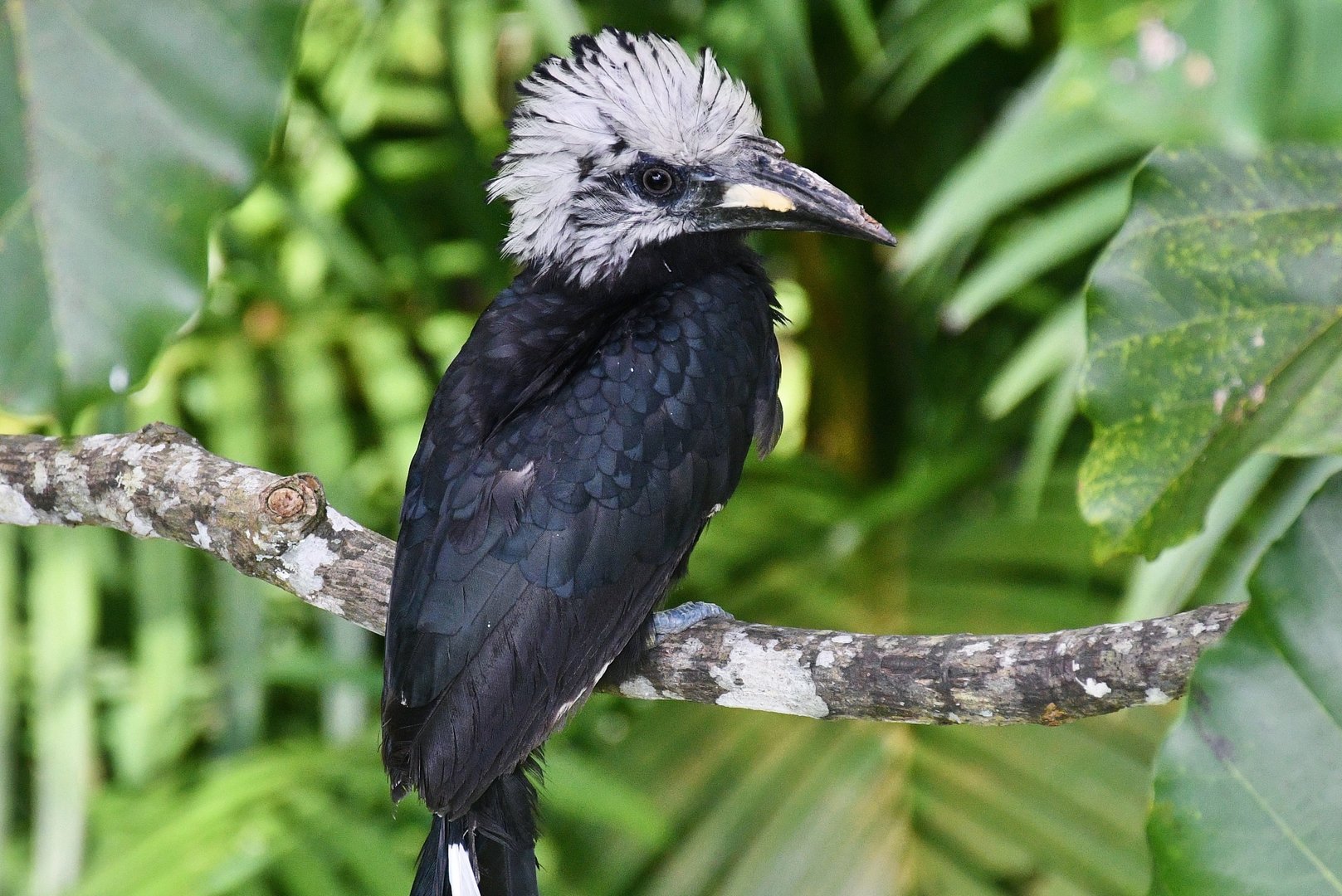 Western Long-tailed Hornbill (Horizocerus albocristatus)