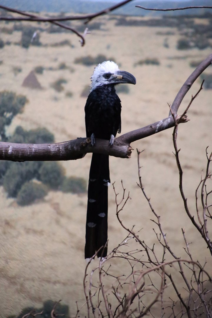 Western Long-tailed Hornbill (Horizocerus albocristatus)
