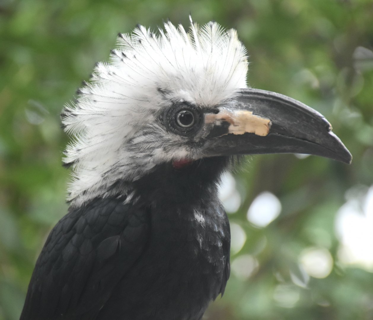 Western Long-tailed Hornbill (Horizocerus albocristatus)