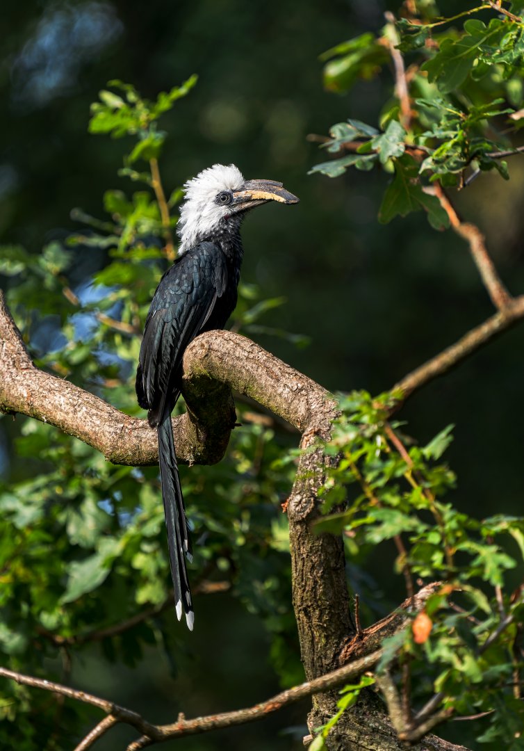 Western long-tailed hornbill (Horizocerus albocristatus)