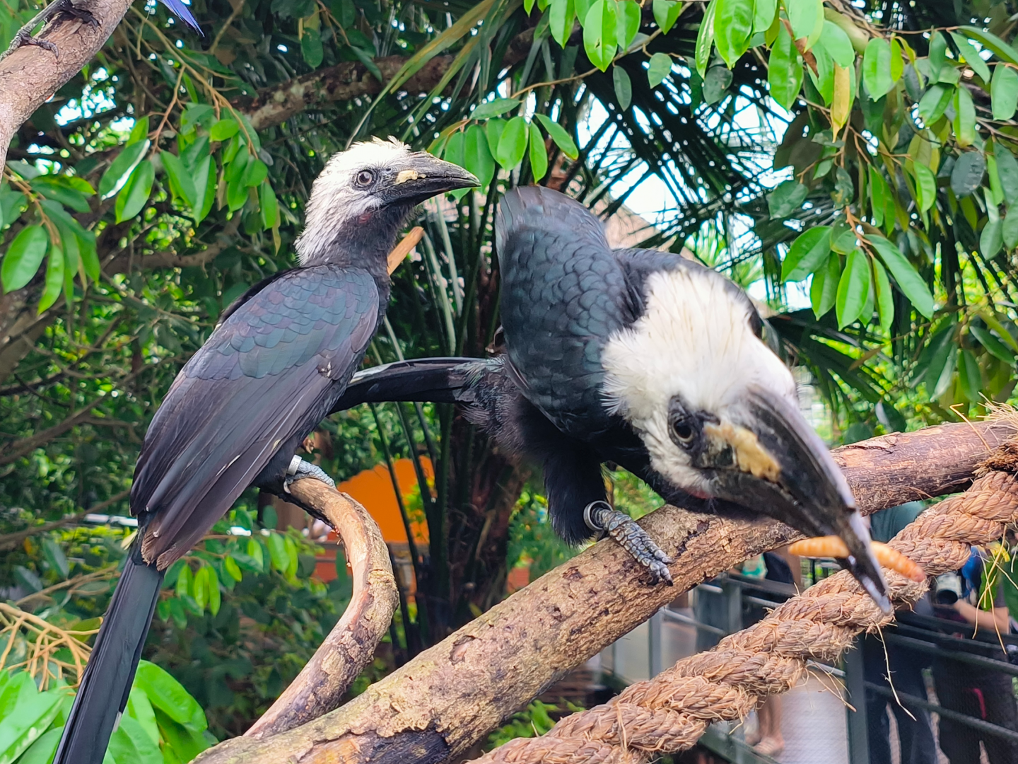 Western Long-Tailed Hornbill (Horizocerus albocristatus)