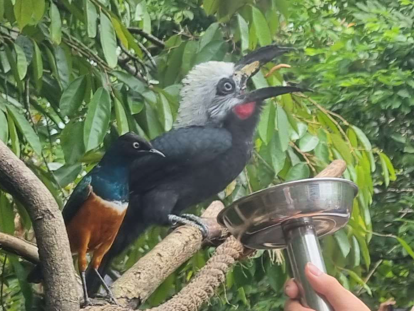 Western Long-Tailed Hornbill (Horizocerus albocristatus)