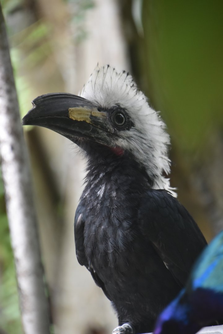 Western long tailed hornbill, Horizocerus albocristatus
