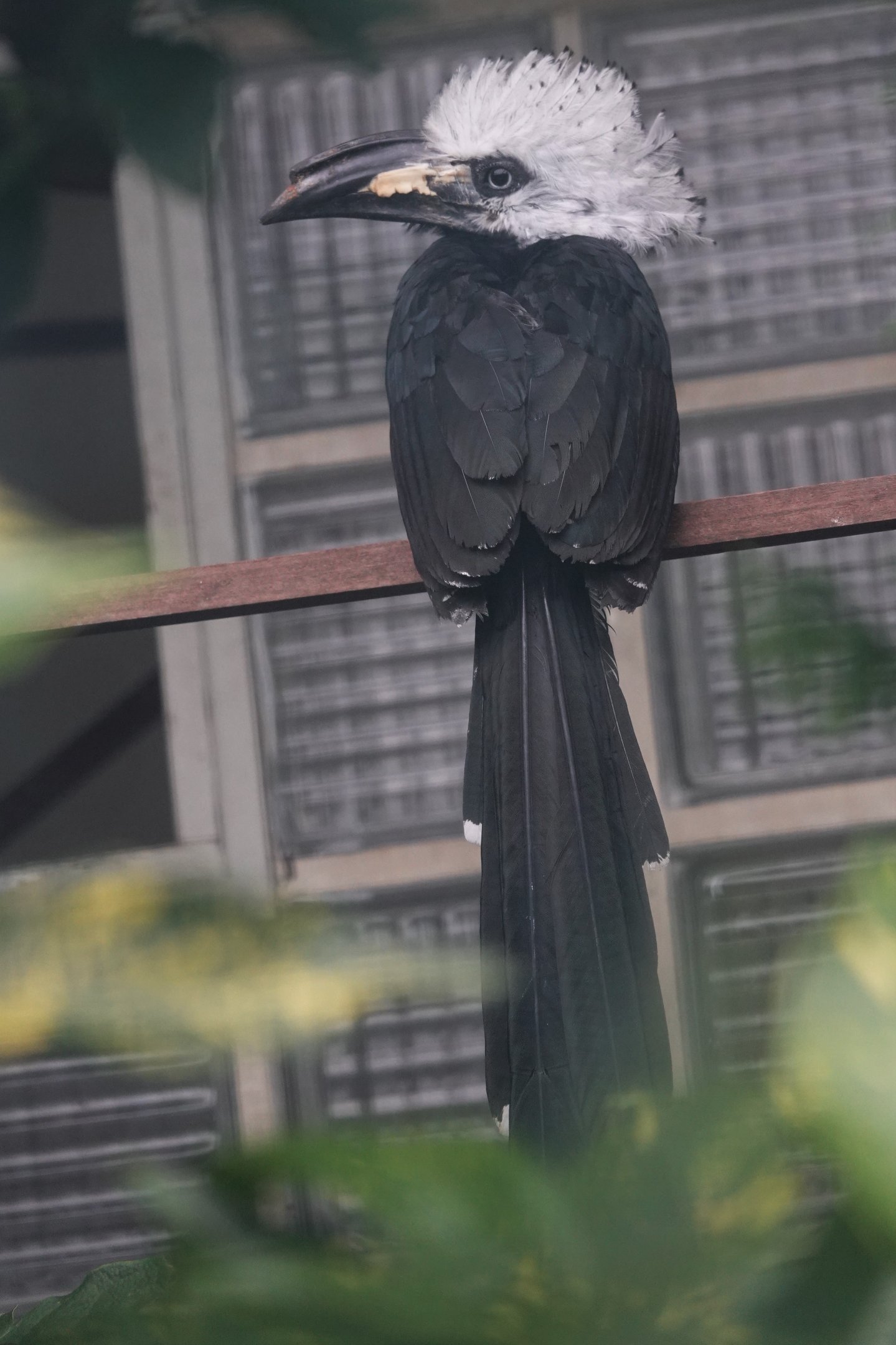 Western long-tailed hornbill