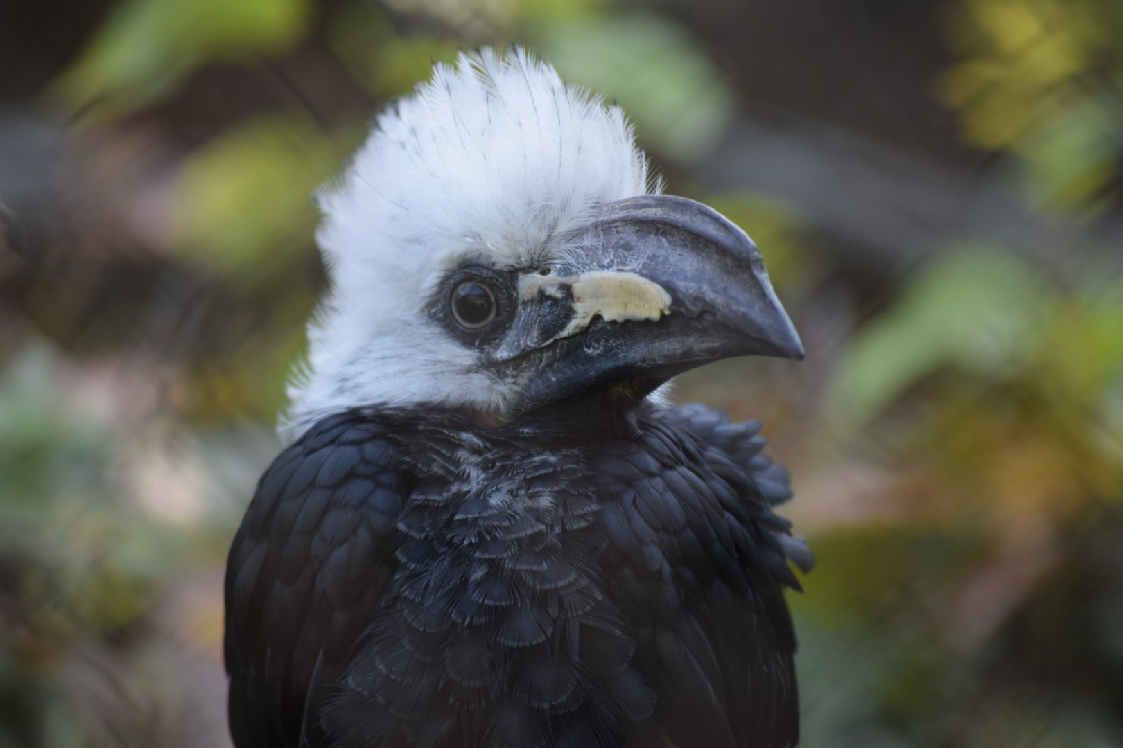 Western long-tailed hornbill
