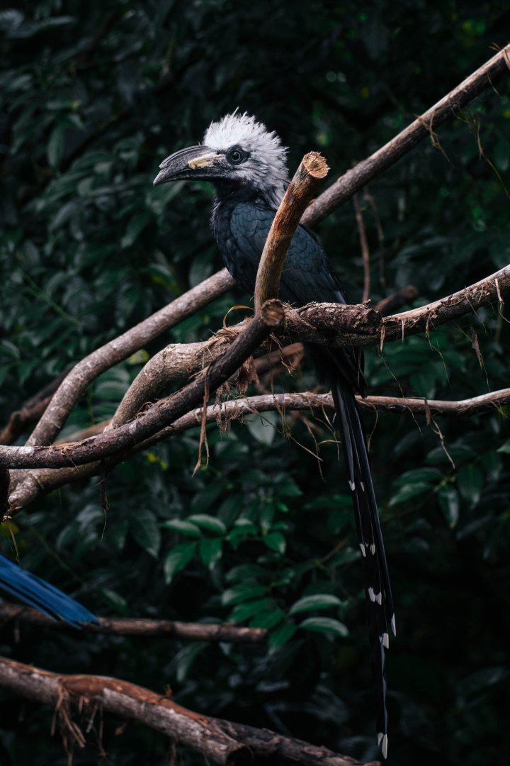 Western Long Tailed Hornbill