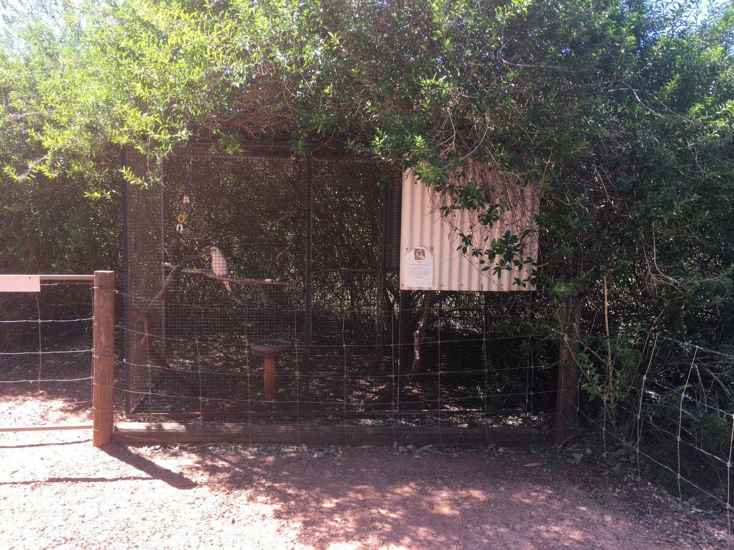Western Longbill Corella enclosure