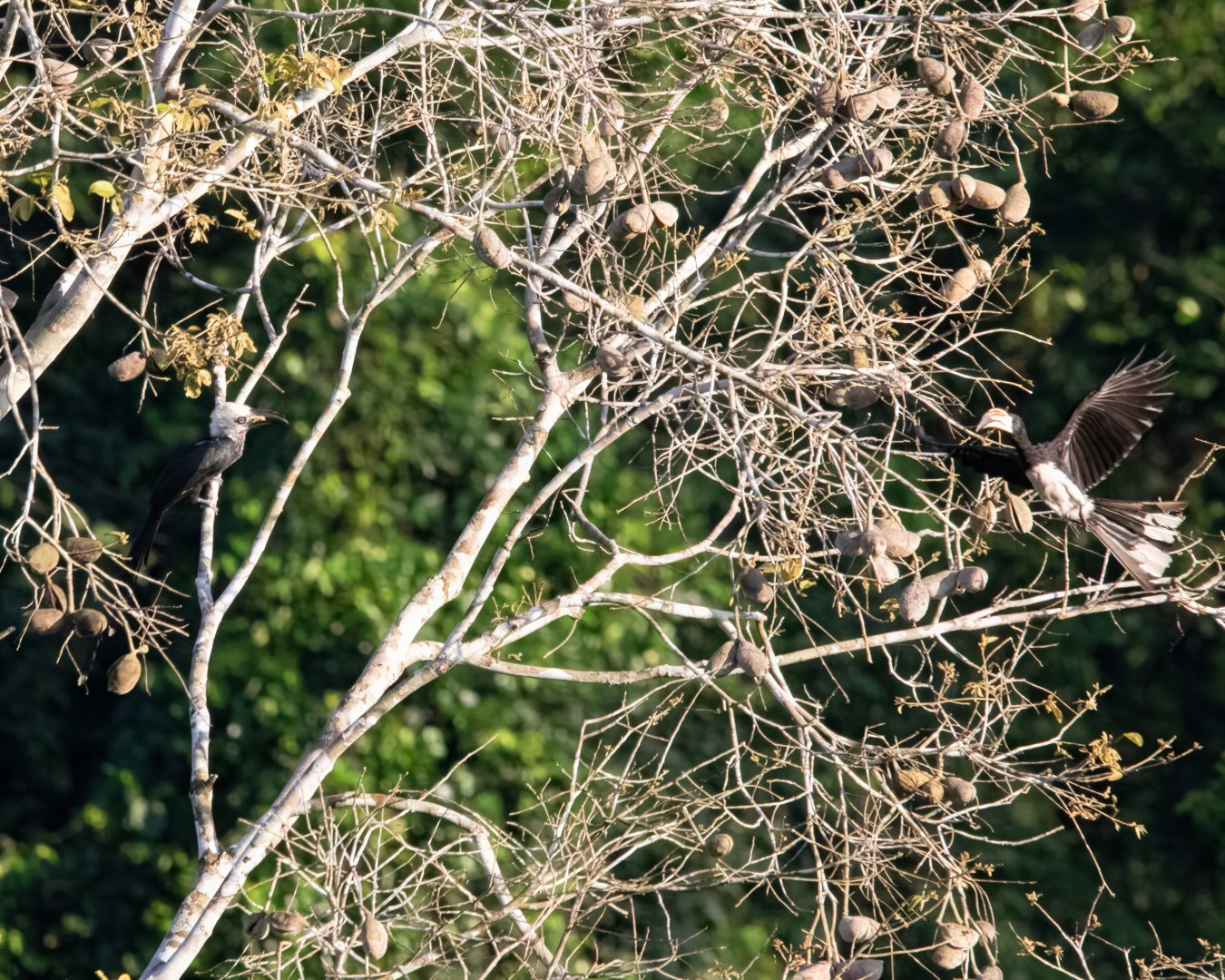 Western Longtail Hornbill & African Pied Hornbill