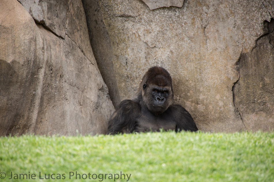 Western Lowerland Gorilla